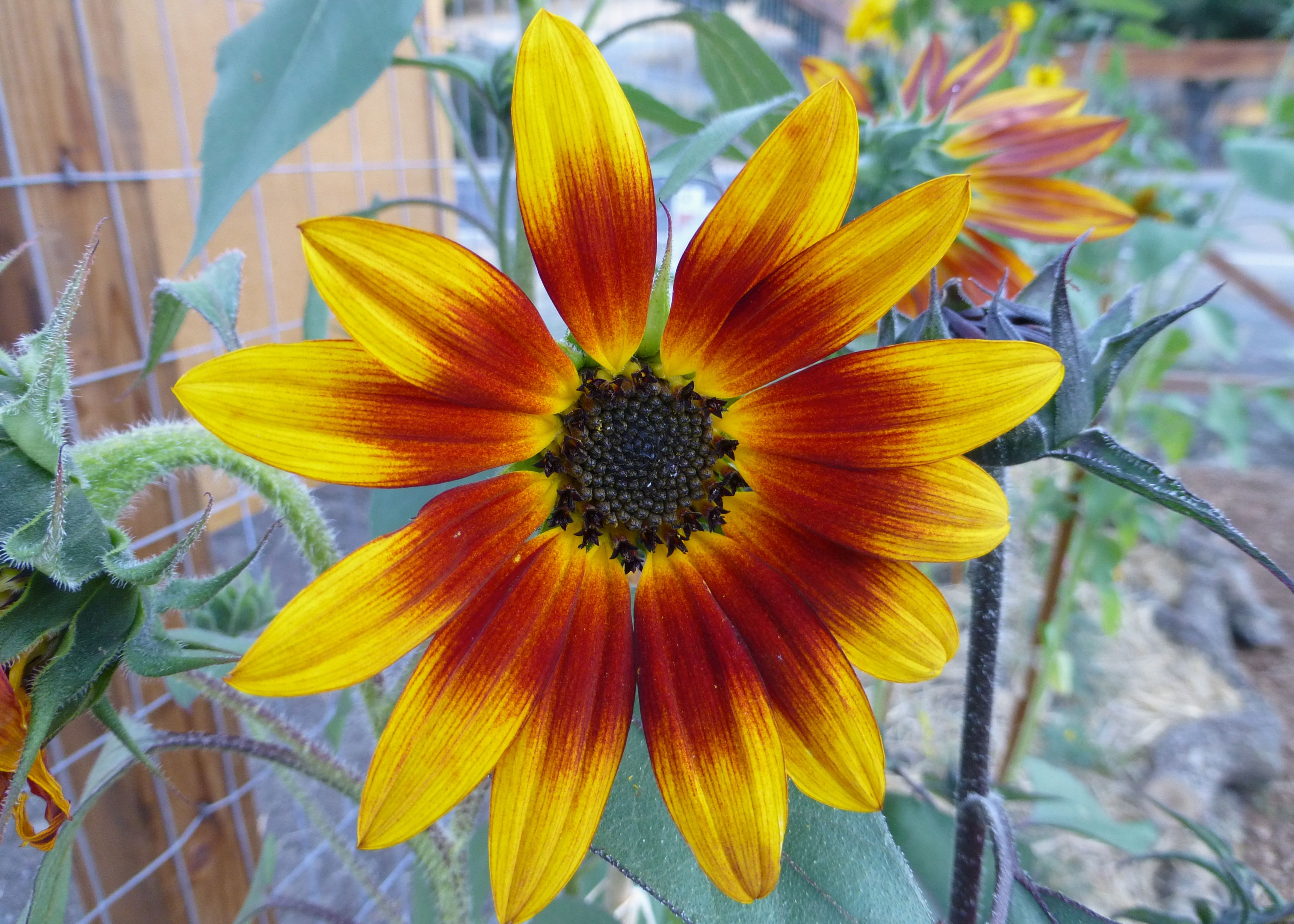 New hours! Lafayette Community Garden