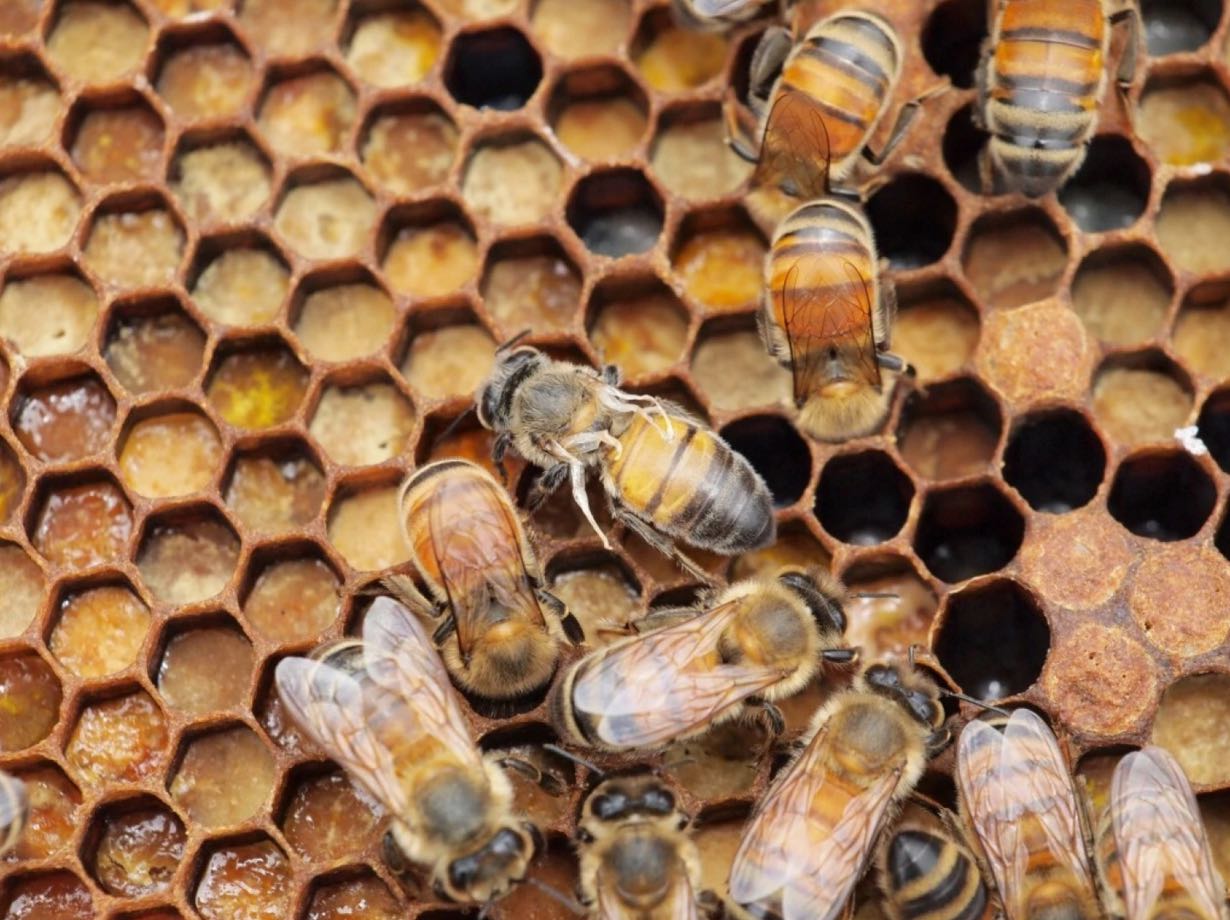 varroa mites on honeybees (Prof S. Martin, University of Salford)